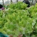 精品儿菜大量上市可发货30天