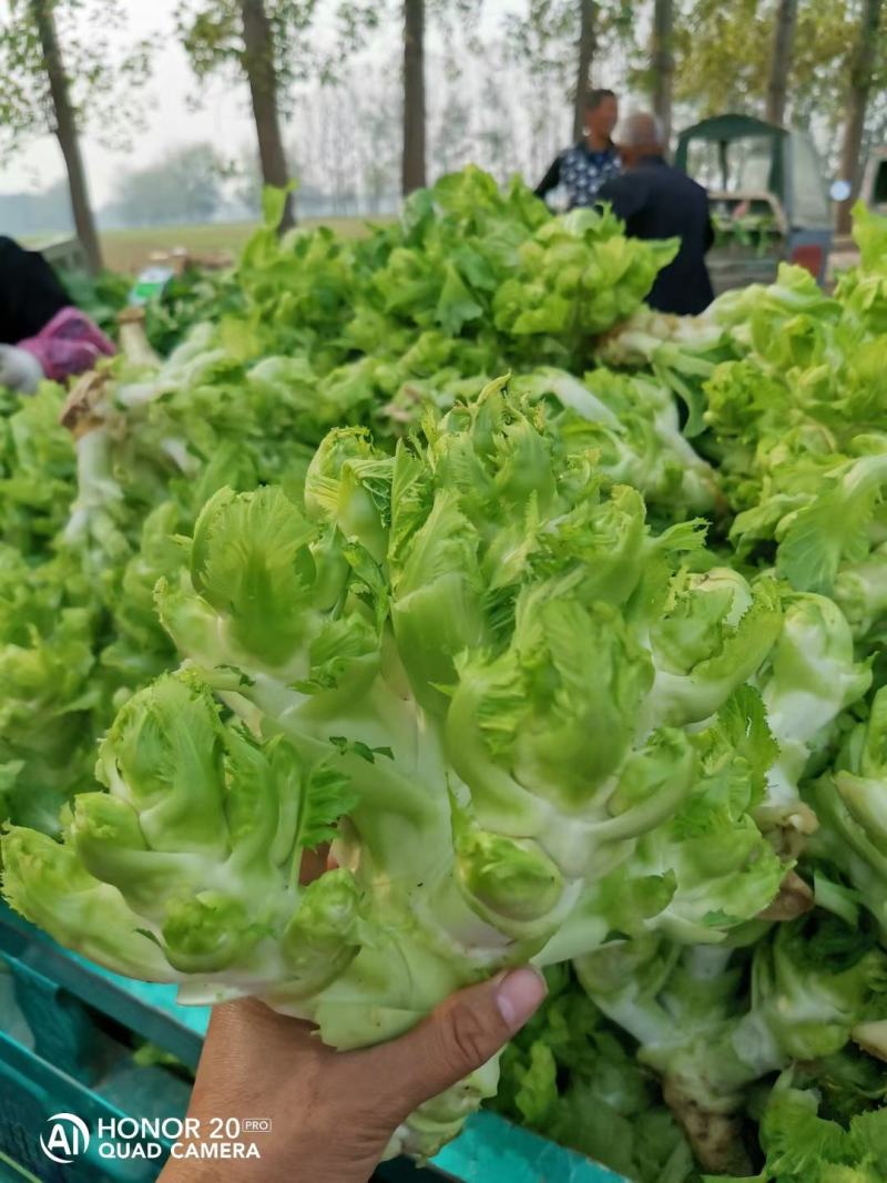 精品儿菜大量上市可发货30天