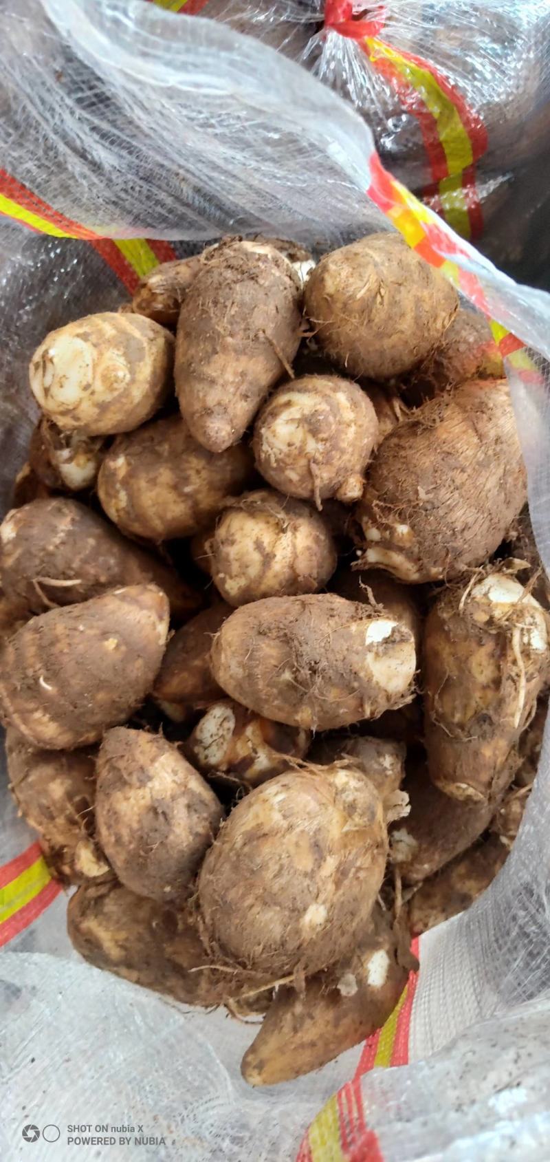 山东毛芋头通货供应，货源充足，供电商各个平台全国代发，