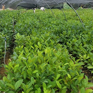 菠萝蜜直生苗喜欢联系我