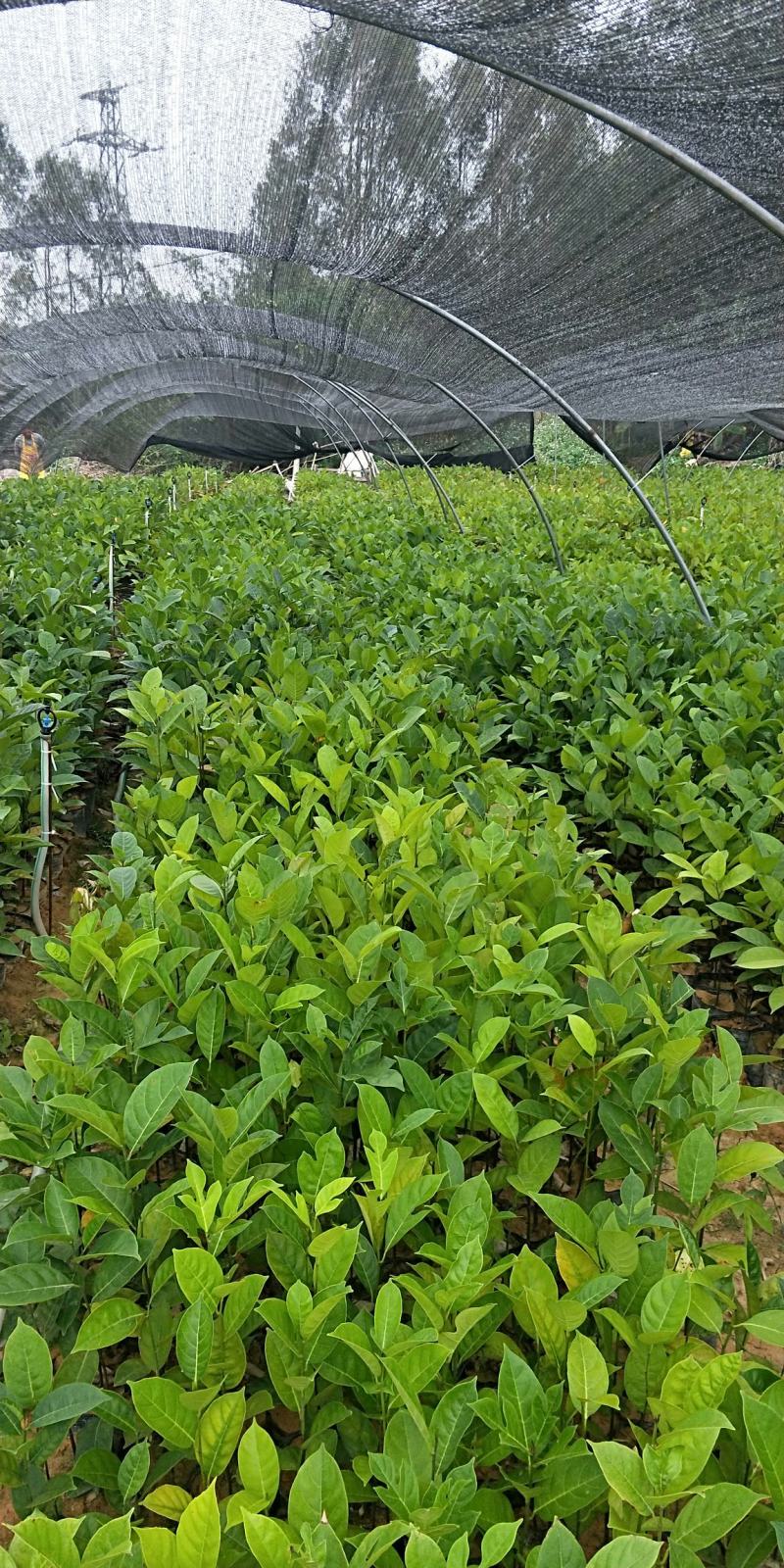 菠萝蜜直生苗喜欢联系我