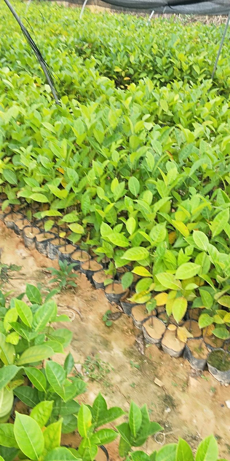 菠萝蜜直生苗喜欢联系我