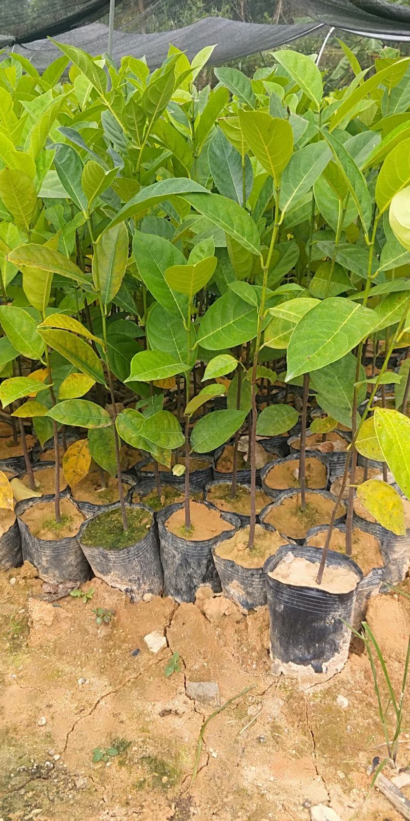 菠萝蜜直生苗喜欢联系我