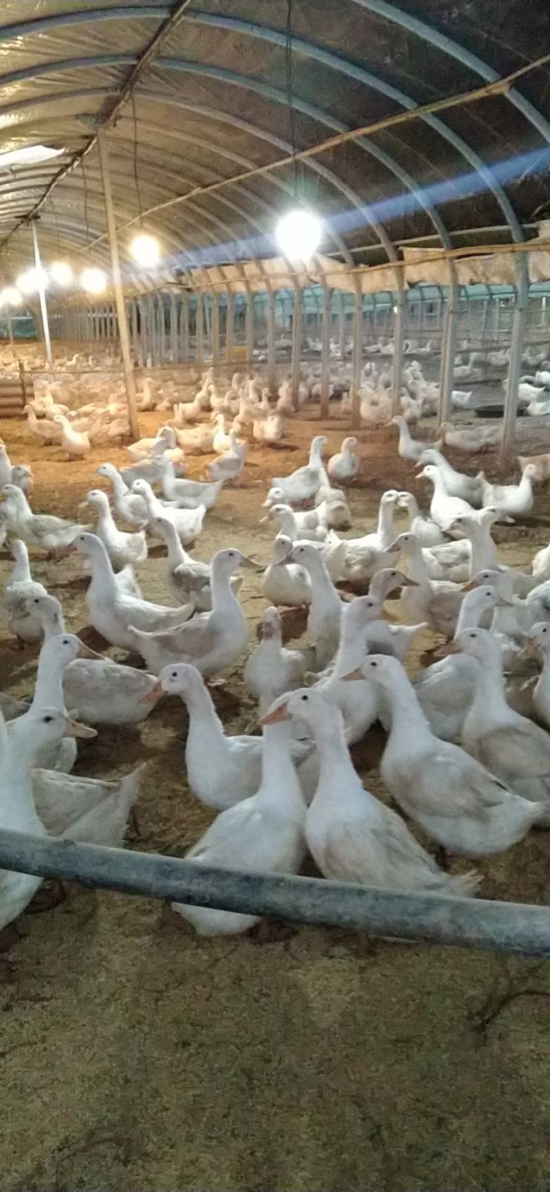 两万多只淘汰鸭M18