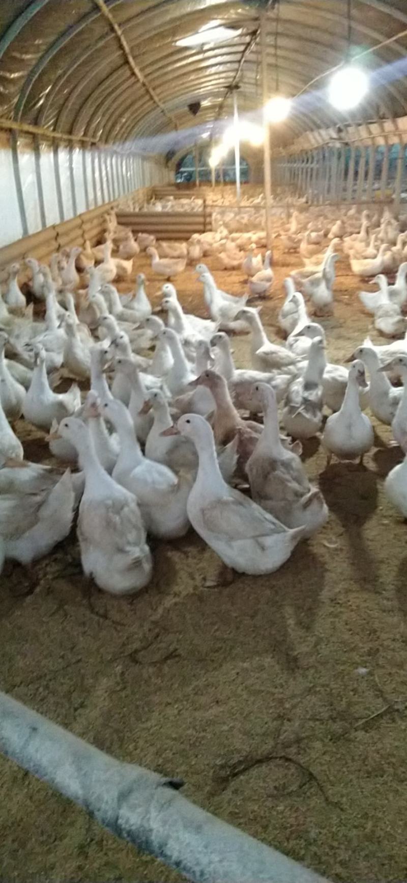 两万多只淘汰鸭M18
