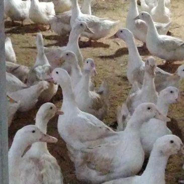 两万多只淘汰鸭M18