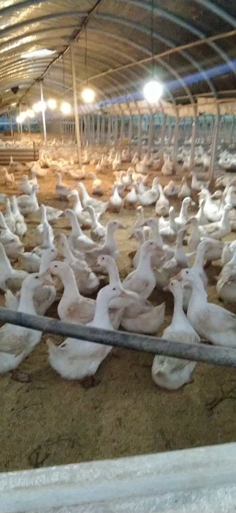 两万多只淘汰鸭M18