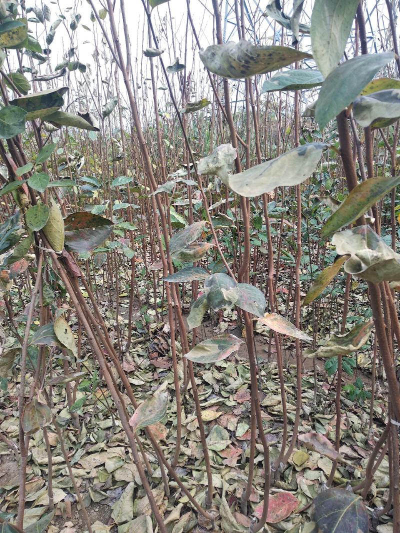 【柿子苗】甜柿子苗日本甜柿子苗传授经验栽植技术热卖