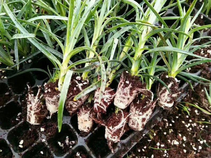 康乃馨苗室内外庭院盆栽鲜花母亲节送礼绿植花卉四季开花