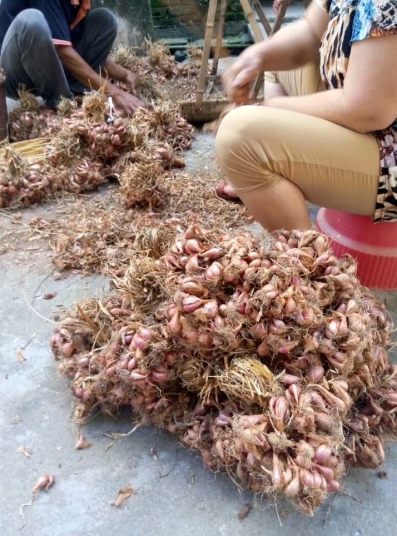来自长寿之乡连州，香葱小红葱头，颜色红润，地道农家味