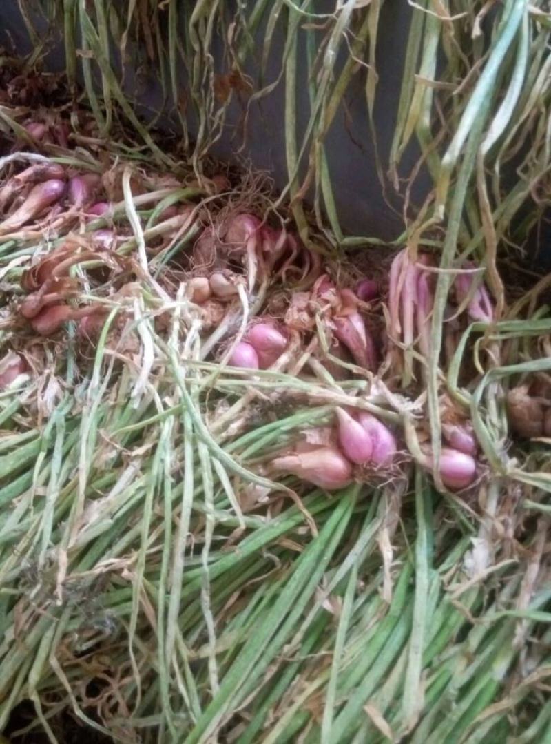 来自长寿之乡连州，香葱小红葱头，颜色红润，地道农家味