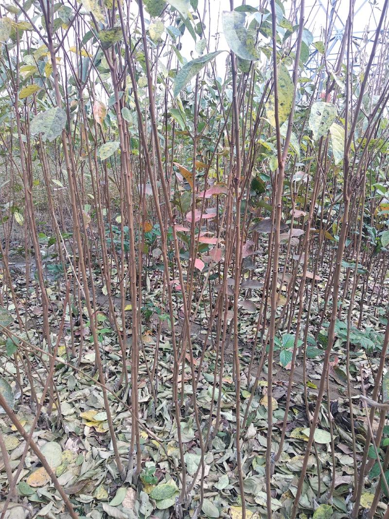 【柿子苗】甜柿子苗日本甜柿子苗传授经验栽植技术热卖