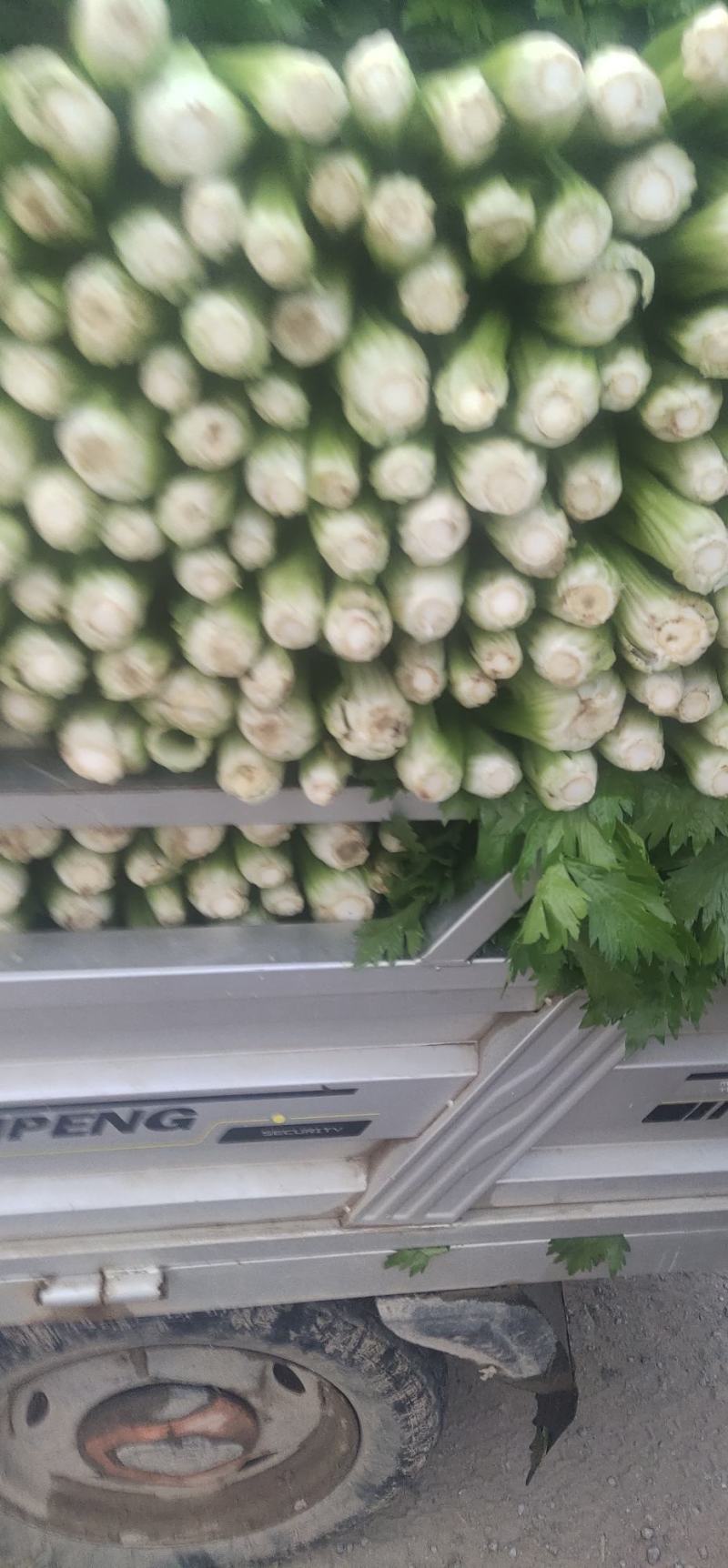 精品西芹，产地直发，全国发货，量大从优，品质保证