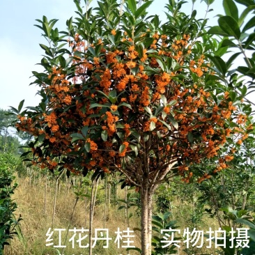 桂花苗桂花树,金桂花树苗,丹桂花苗,四季桂包邮,价格各异