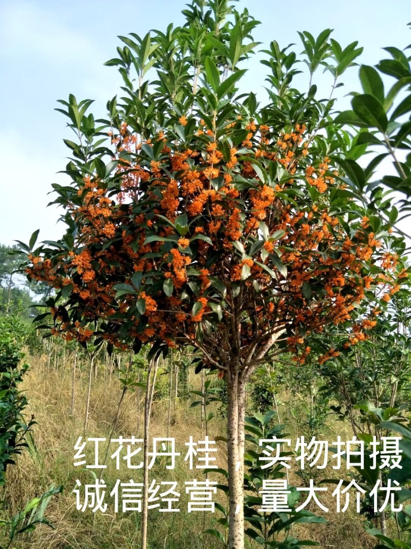 桂花八月金桂花树苗，丹桂花苗，四季桂月月桂包邮