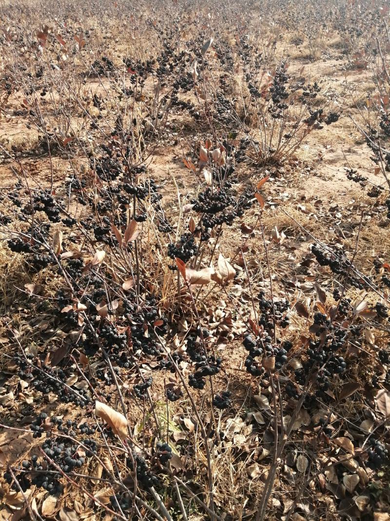 黑果花楸堆，出售预订了