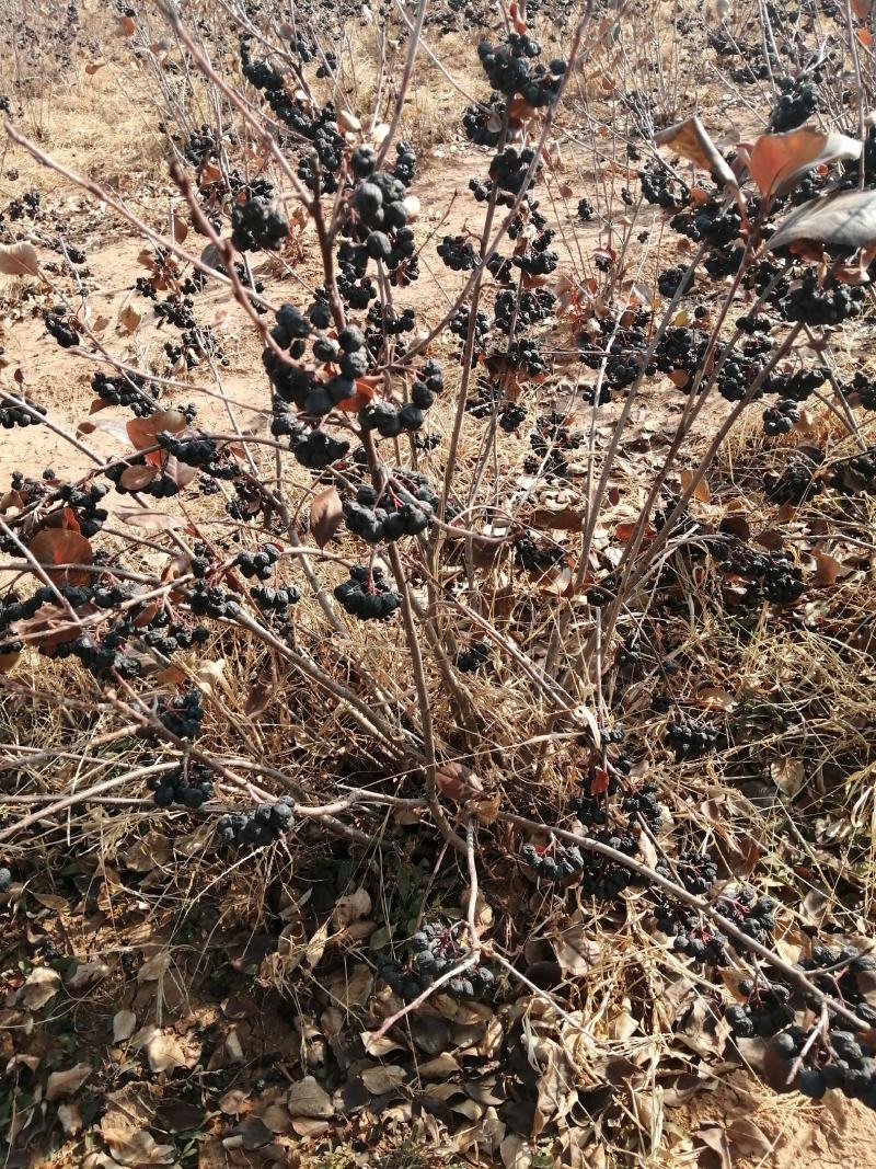 黑果花楸堆，出售预订了
