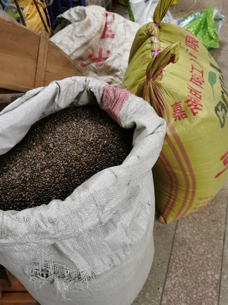 湿地松种子，供应优质新鲜的湿地松种子，发芽率高，欢迎联系