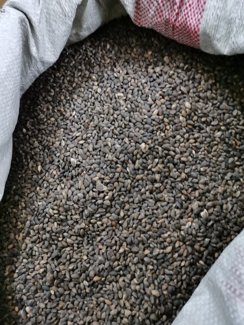 湿地松种子，供应优质新鲜的湿地松种子，发芽率高，欢迎联系