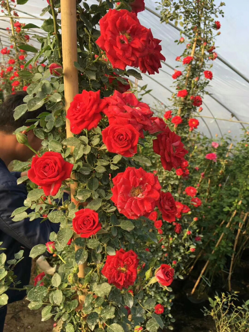 藤本小女孩四季蔷薇花苗攀援爬藤植物庭玫瑰月季花卉特大苗