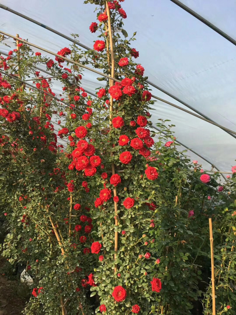 藤本小女孩四季蔷薇花苗攀援爬藤植物庭玫瑰月季花卉特大苗