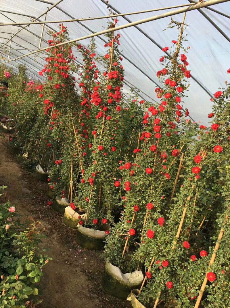 藤本小女孩四季蔷薇花苗攀援爬藤植物庭玫瑰月季花卉特大苗