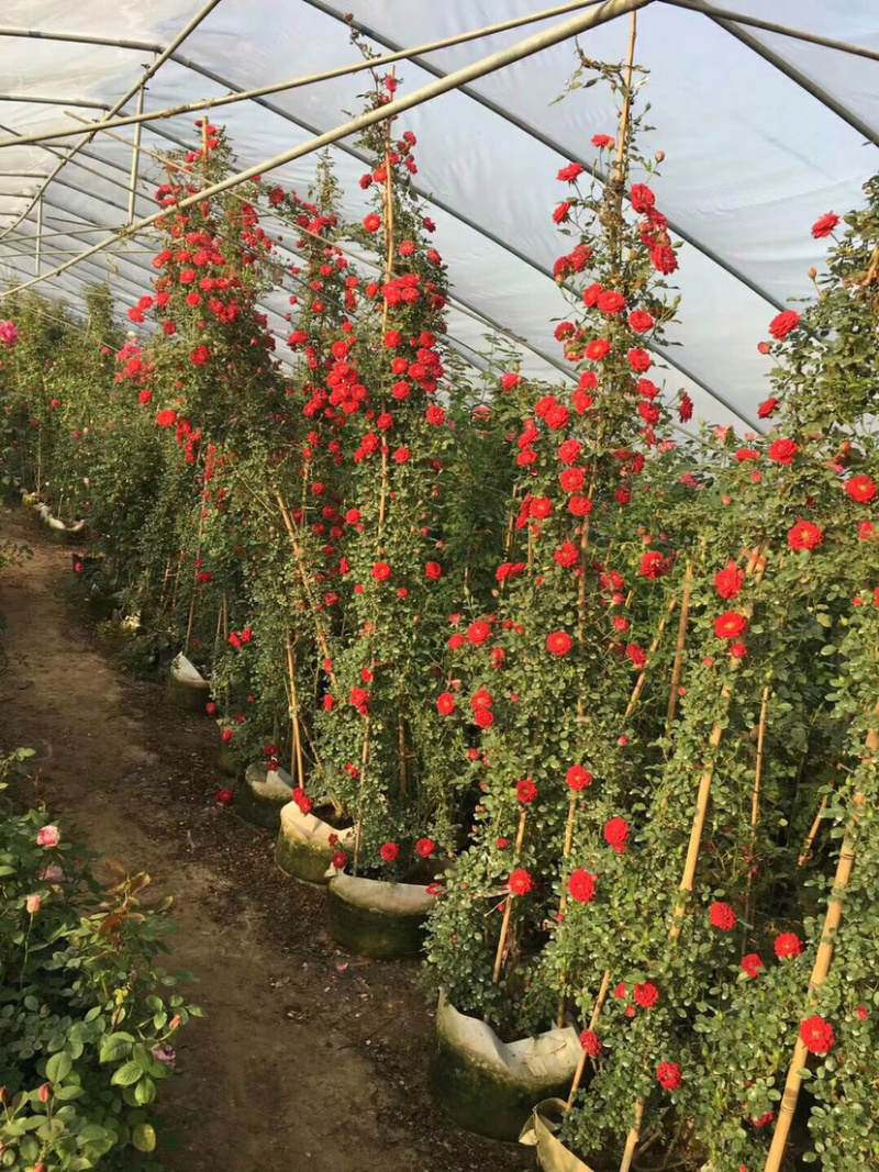 藤本小女孩四季蔷薇花苗攀援爬藤植物庭玫瑰月季花卉特大苗