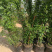 藤本小女孩四季蔷薇花苗攀援爬藤植物庭玫瑰月季花卉特大苗