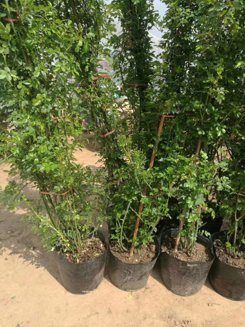 藤本小女孩四季蔷薇花苗攀援爬藤植物庭玫瑰月季花卉特大苗