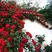 藤本小女孩四季蔷薇花苗攀援爬藤植物庭玫瑰月季花卉特大苗