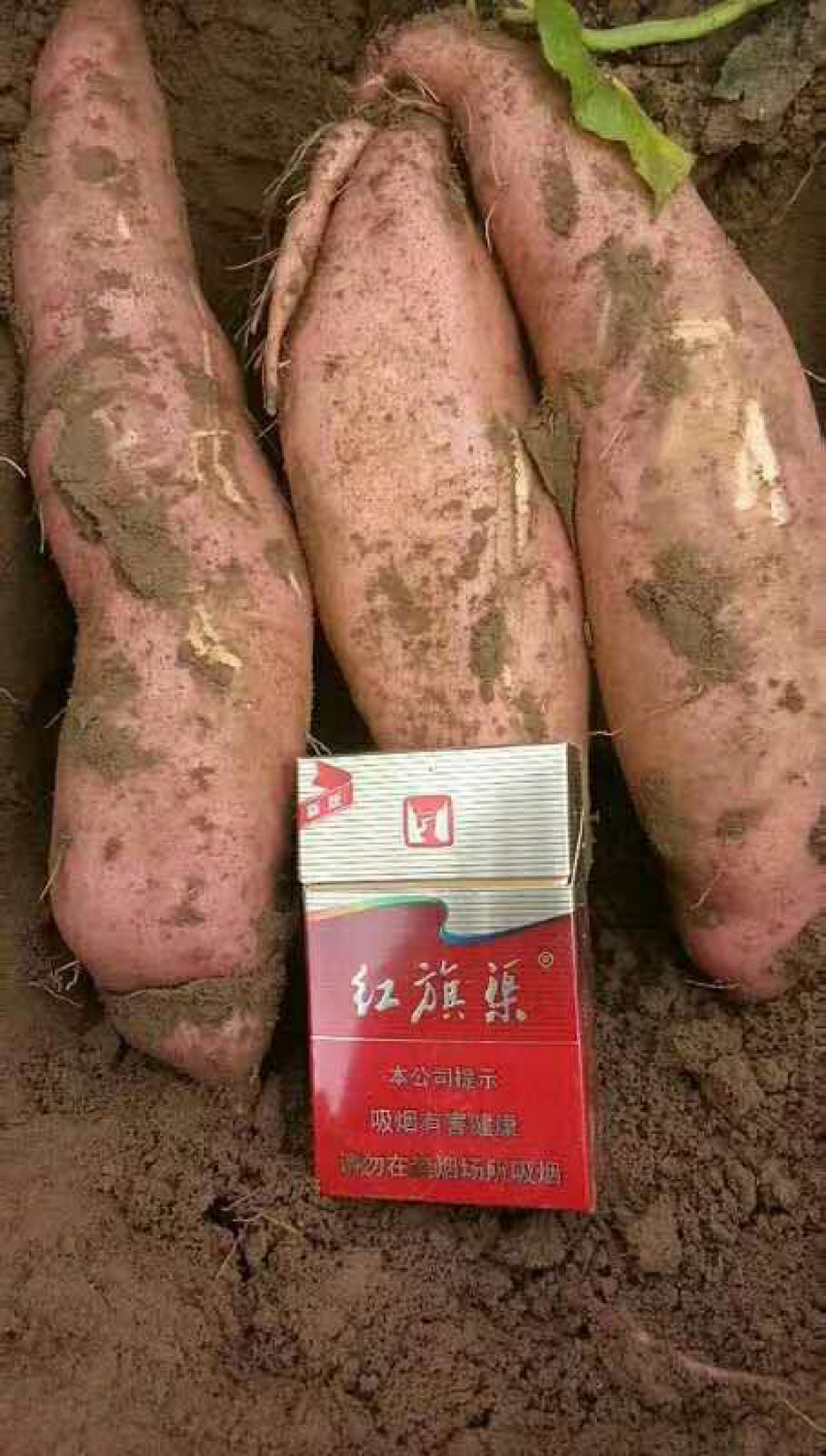 西瓜红红薯南阳特产软糯香甜大量现货，欢迎来店咨询
