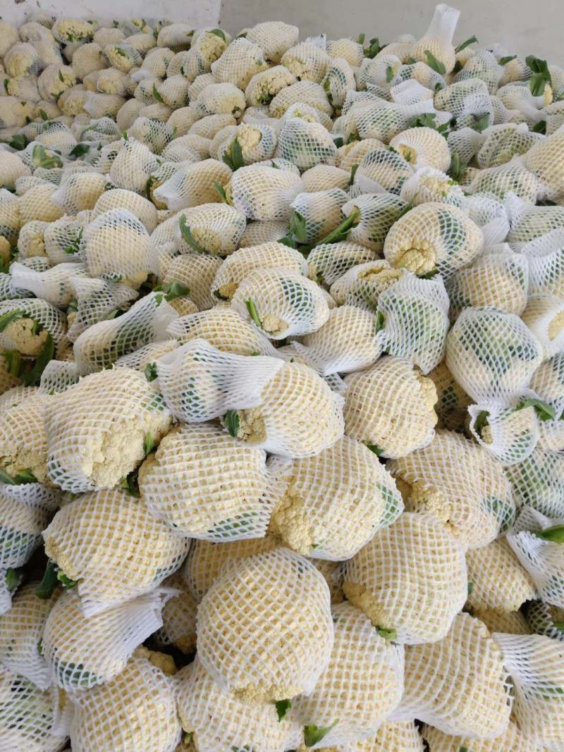 大棚有机菜花大量现货供应质量保证！