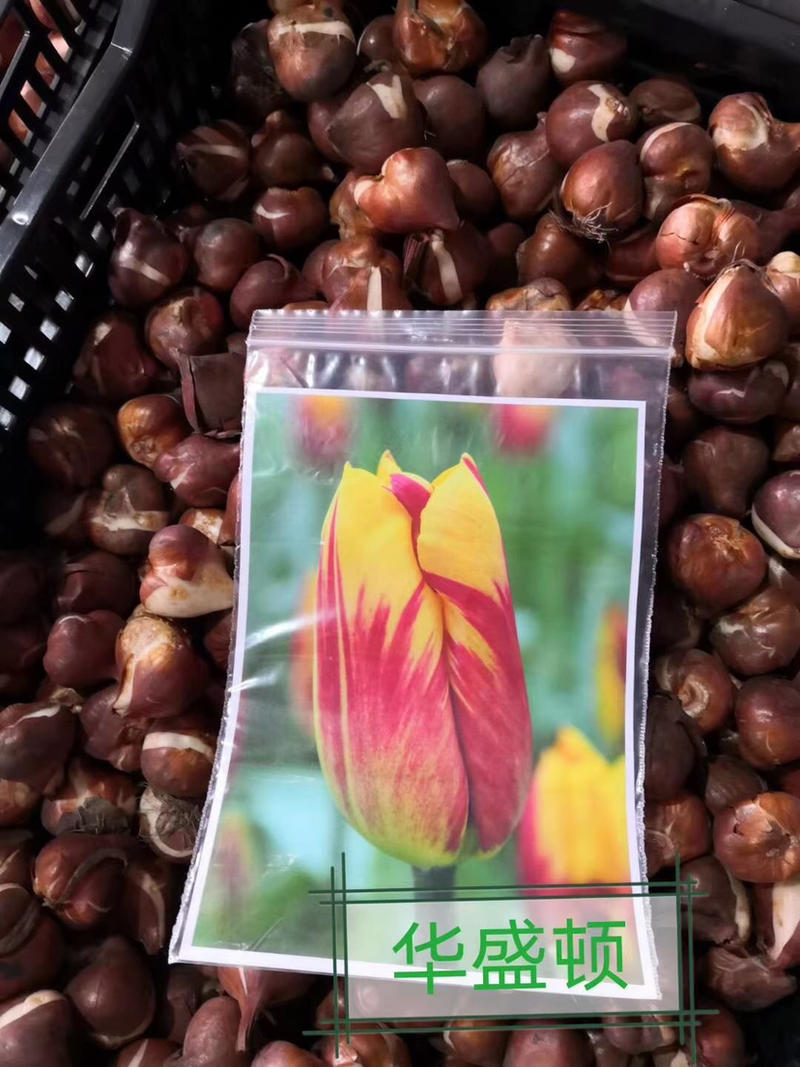 荷兰进口郁金香种球郁金香郁金香盆栽种球