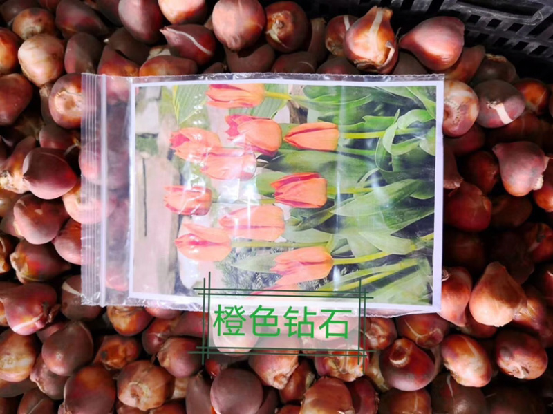 荷兰进口郁金香种球郁金香郁金香盆栽种球