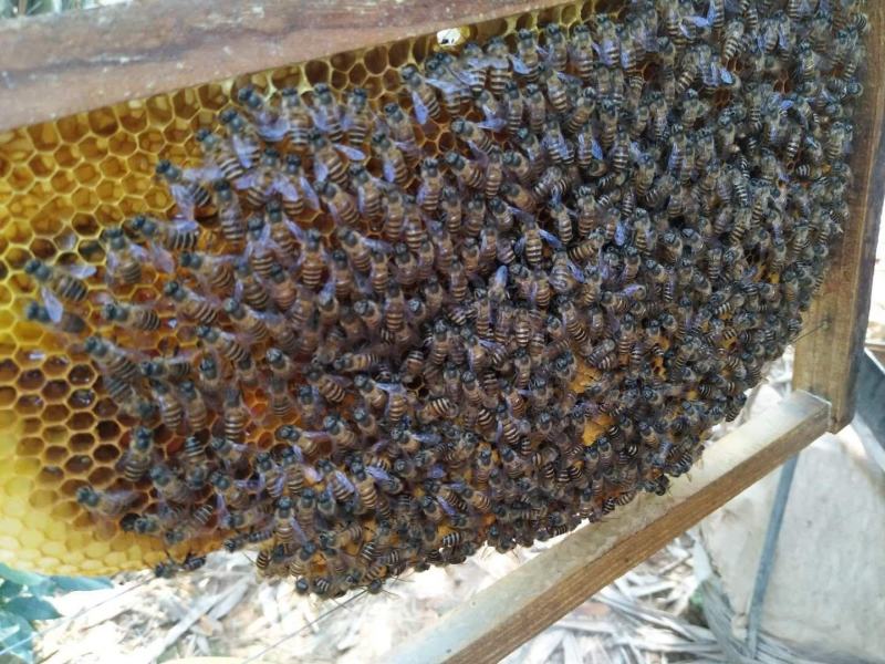 农家野生土蜂蜜有需要的联系我