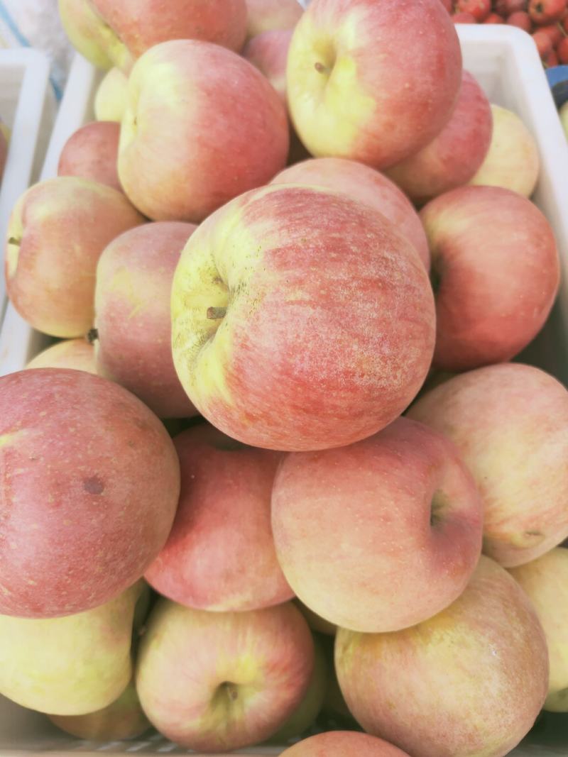 红富士，大量上市，光果，膜袋，品质好，口感脆甜，果面干净