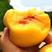 河南基地大量出售黄桃树苗现品质保证量大从优可以签合同