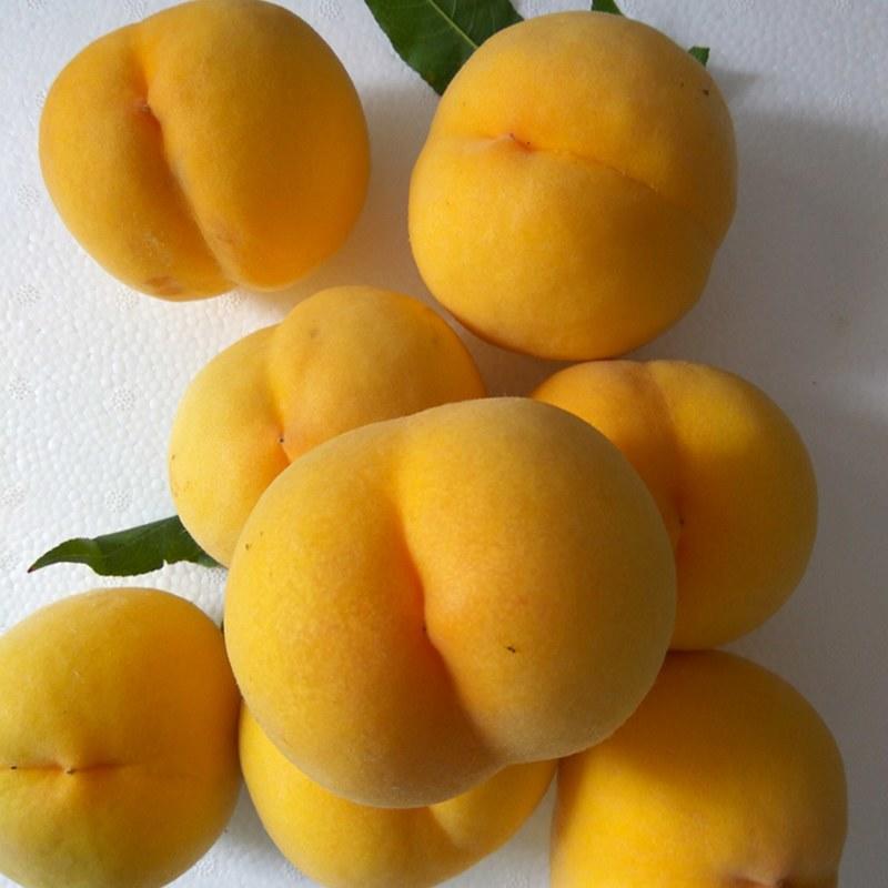 河南基地大量出售黄桃树苗现品质保证量大从优可以签合同