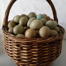 新鲜山鸡蛋，全国发货，养殖场直供，破损由我来赔付
