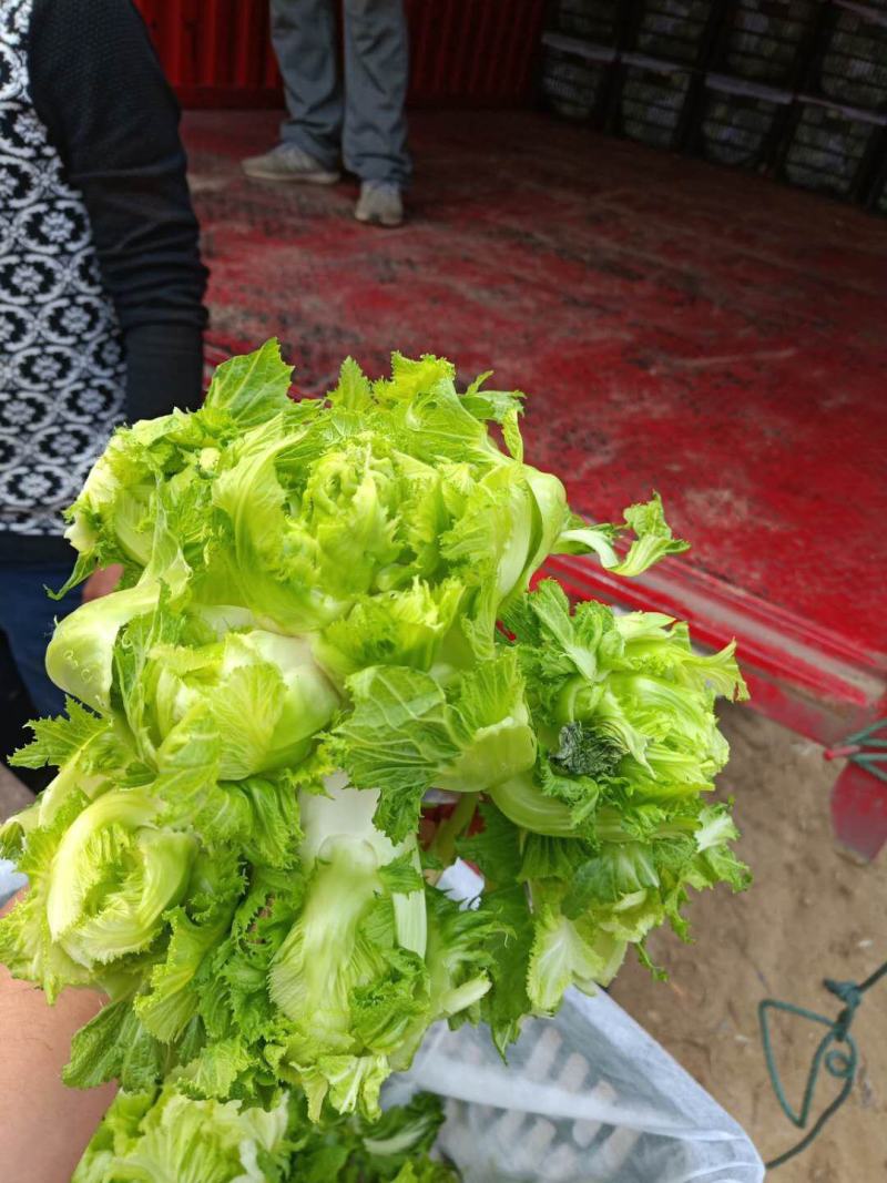 砀山县儿菜现在大量上市！儿菜质量好，货源充足！