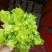 砀山县儿菜现在大量上市！儿菜质量好，货源充足！
