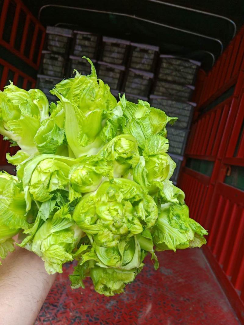 砀山县儿菜现在大量上市！儿菜质量好，货源充足！