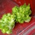 砀山县儿菜现在大量上市！儿菜质量好，货源充足！
