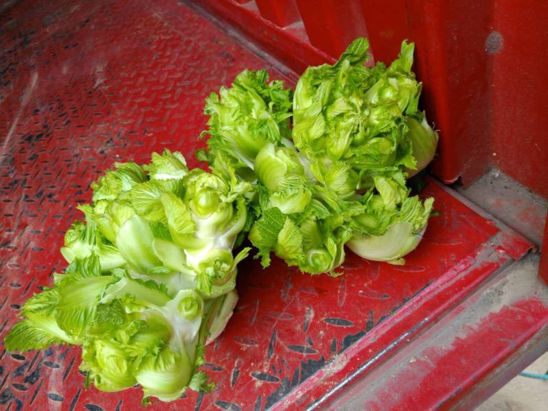 砀山县儿菜现在大量上市！儿菜质量好，货源充足！
