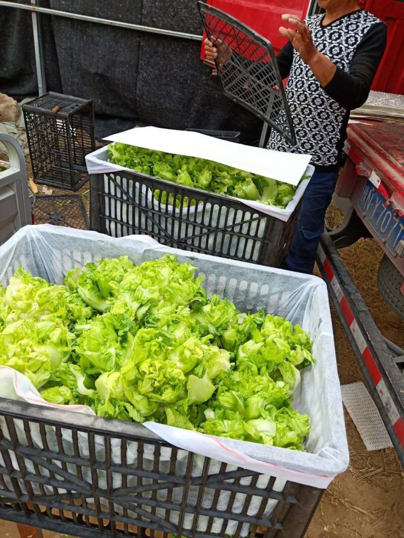 砀山县儿菜现在大量上市！儿菜质量好，货源充足！