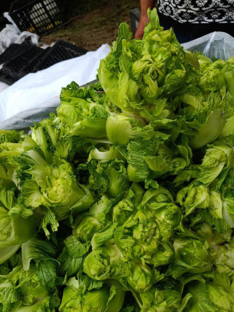 砀山县儿菜现在大量上市！儿菜质量好，货源充足！