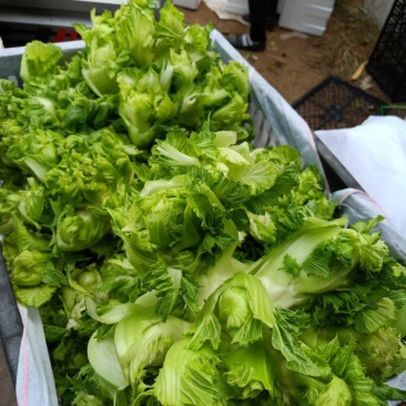 砀山县儿菜现在大量上市！儿菜质量好，货源充足！