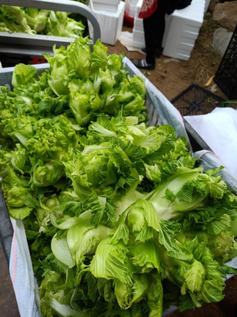 砀山县儿菜现在大量上市！儿菜质量好，货源充足！