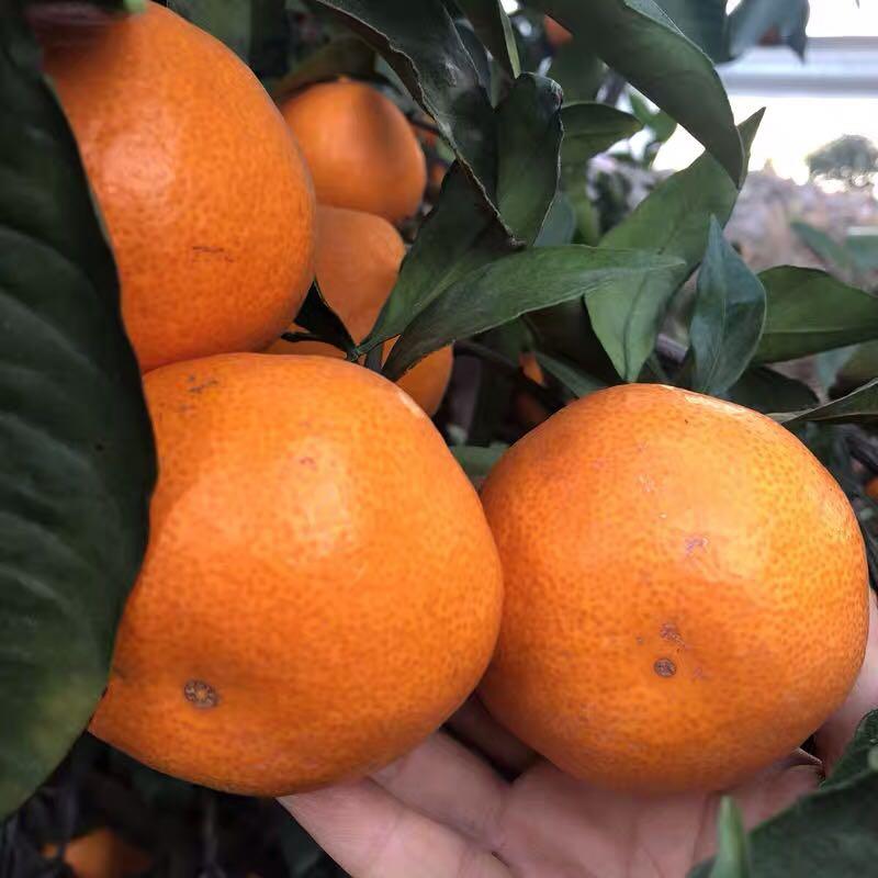 丑橘，早熟蜜橘，精品高山蜜橘，质量美，价钱实惠