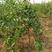 基地大量出售突尼斯软籽石榴树苗品质保证量大从优现挖现发